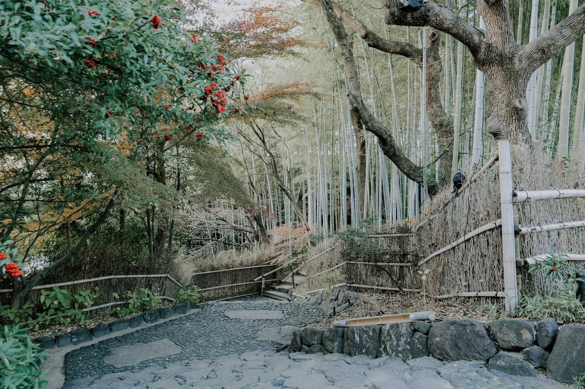 Pad door bamboe richting open plek